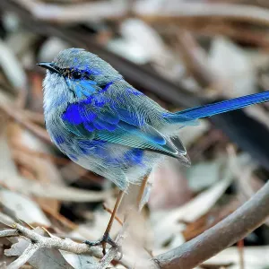 Male Splendid Fairywren - Malurus splendens Male Splendid Fairywren - Malurus splendens