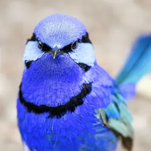Male Splendid Fairywren - Malurus splendens Male Splendid Fairywren - Malurus splendens