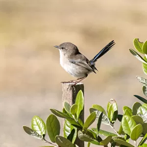 Male Superb Fairy- wren perched on a wooden stake