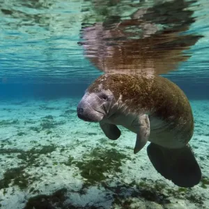 Print of Manatee at Crystal River in Florida