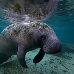 Manatee at crystal river in Florida Manatee at crystal river in Florida