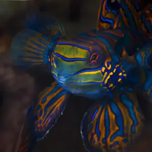 Mandarin Fish Print - Lembeh Strait Night Scene