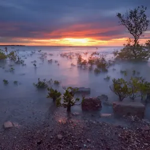 Mangrove Madness