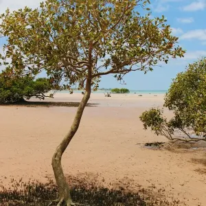 Mangrove Scene