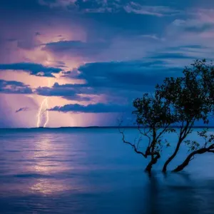 Mangrove Strike Mangrove Strike