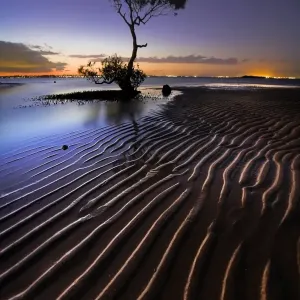 Mangrove Tree Mangrove Tree
