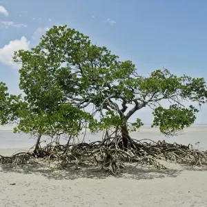 Mangrove Tree Mangrove Tree