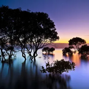 Mangrove Trees Print