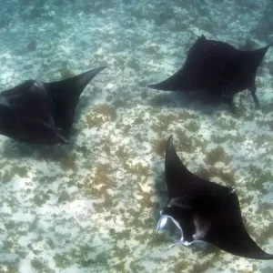 Manta madness