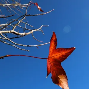 A maple leaf hanging on as long as possible