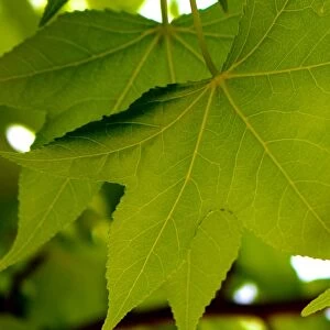 Maple Leaf Veins