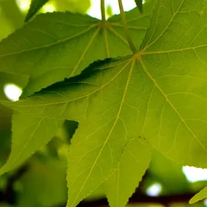 Maple Leaf Veins