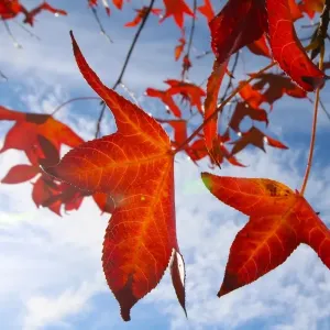 Maple Leaves Print Maple Leaves Print