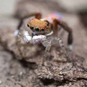 Maratus pavonis Peacock Spider Print Maratus pavonis Peacock Spider Print