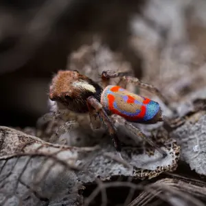 Maratus pavonis Peacock Spider