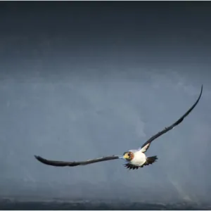 Masked booby in flight, Lord Howe Island, New South Wales