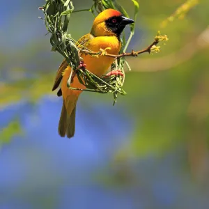 Masked weaver