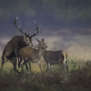 Mating Red Deer