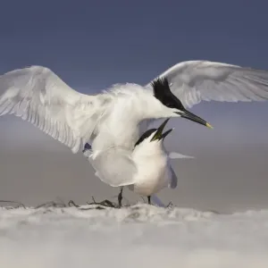 Mating sandwich terns