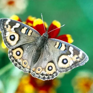 Meadow Argus Butterfly Print - Urban Australia Meadow Argus Butterfly Print - Urban Australia