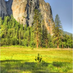 The meadow at Yosemite national park, California, USA