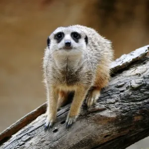 Meerkat