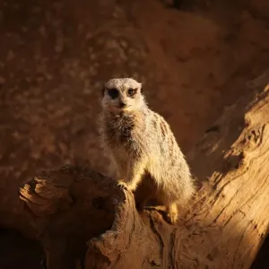 Meerkat