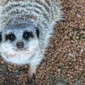 Meerkat Print from Australian Views