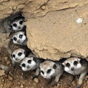 Meerkat