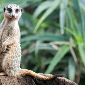 Meerkat Meerkat