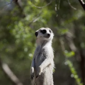 Meerkat looking away