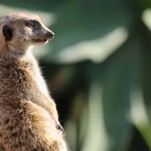 Meerkat Print - A Suricata suricatta against a blurred green background