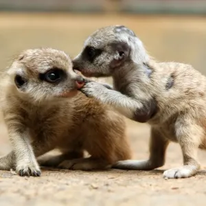 Meerkat pups