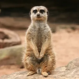 Meerkat Print on Stone
