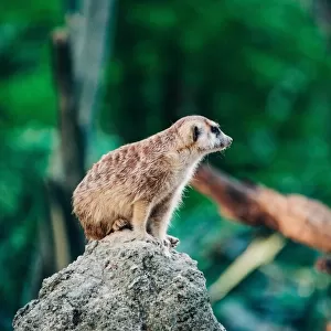 meerkat on the top of stone