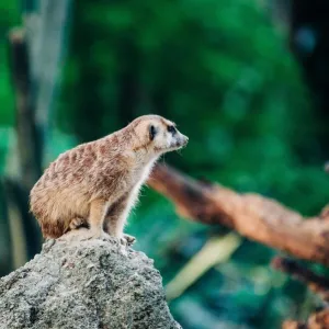 meerkat on the top of stone