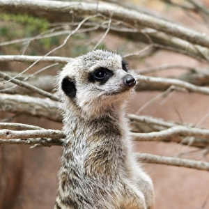 Meerkat (suricata suricatta)
