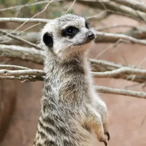 Meerkat Print from Adelaide Australia