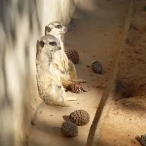Meerkats in contemplation Print
