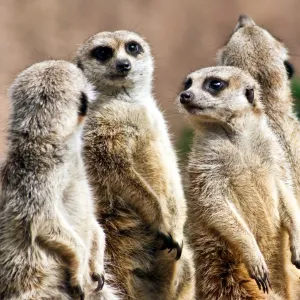 Meerkats