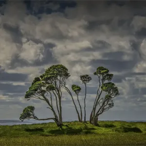 Melaleuca trees, so typical of the native foliage on King Island, Bass Strait, Tasmania, Australia