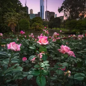 Melbourne City Flowers Melbourne City Flowers