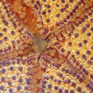 Merimbula Aquarium, New South Wales, Australia