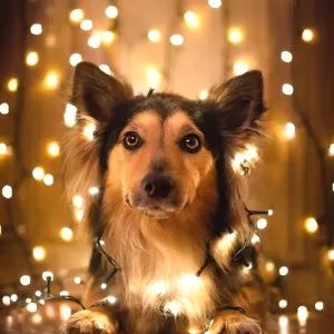 Feliz Navidad