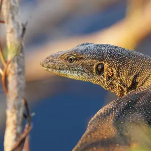 Mertens Water Monitor