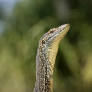 Mertens water monitor portrait Lake Kununurra