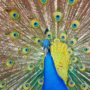 Mesmerised feathers
