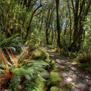 The Milford Track Rain Forest