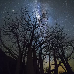 Milky way over boab tree