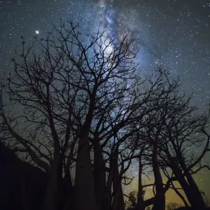 'Milky Way Over Boab Tree Print'